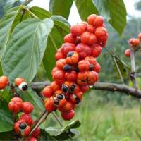 Extracto de guaraná orgánico con cafeína al 10% (vegano)